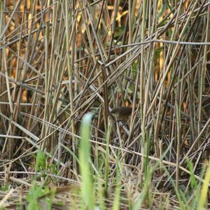 Eurasian Reed-warbler