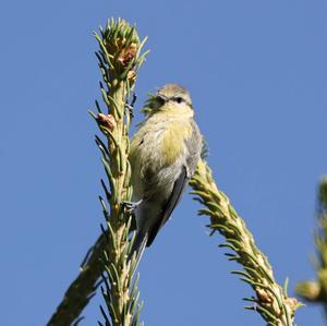 Blue Tit