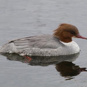 Common Merganser