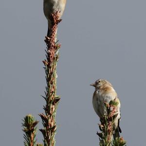 European Goldfinch