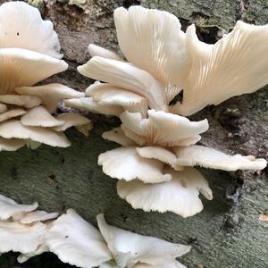 Oyster Mushroom