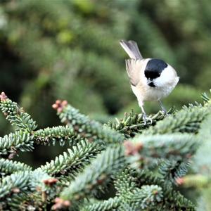 Marsh Tit