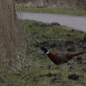 Common Pheasant