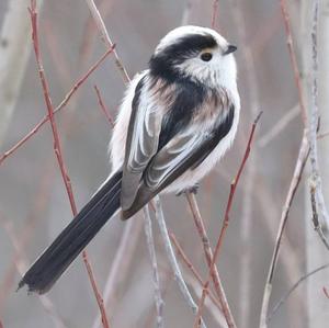 Long-tailed Tit