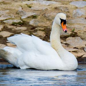 Höckerschwan