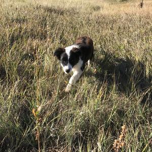 Border Collie