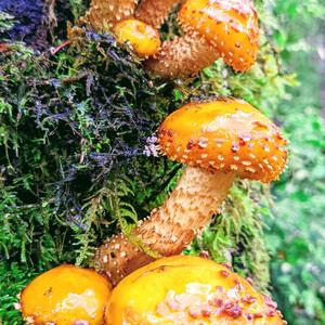 Golden Pholiota