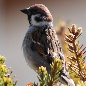 Eurasian Tree Sparrow