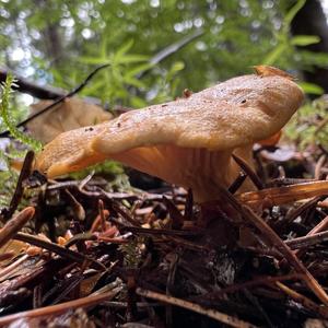 Chanterelle, Common