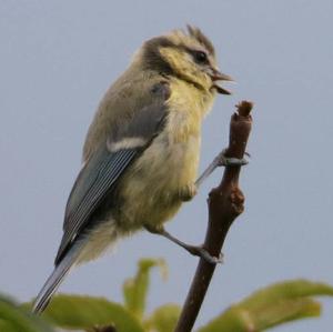 Blue Tit