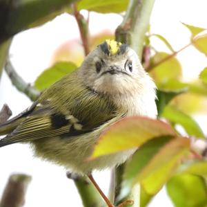 Goldcrest