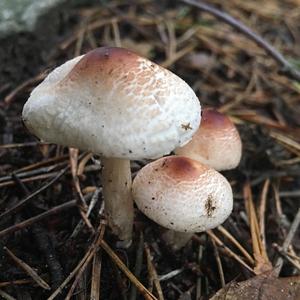 Malodorous Lepiota