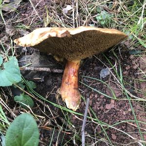 Red-cracked Bolete