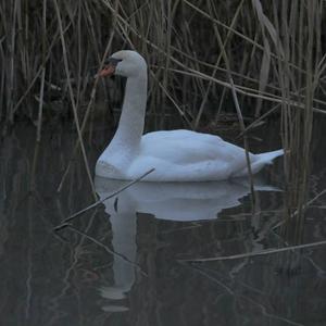 Mute Swan