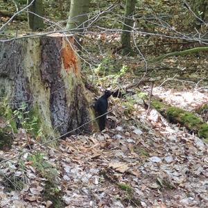 Black woodpecker