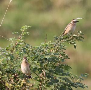 Whinchat