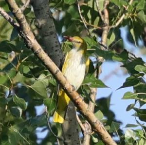 Eurasian Golden Oriole