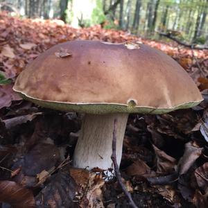 King Bolete