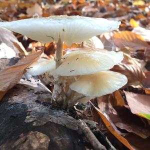 Porcelain Fungus