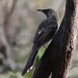 Little Wattlebird