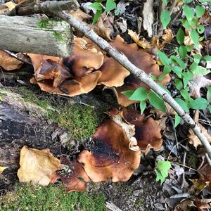 Black-footed Polypore