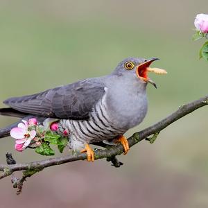 Common Cuckoo