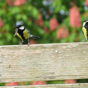 Great Tit