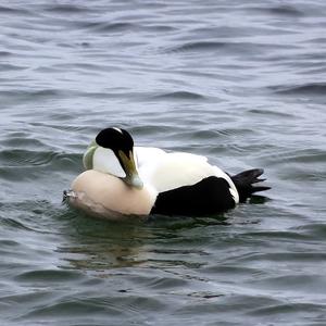 Common Eider