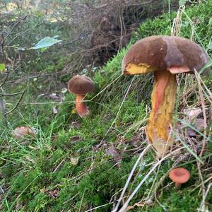 Dotted-stem Bolete