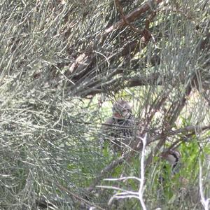 Red-legged Partridge