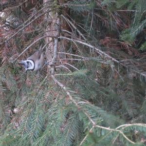 Crested Tit