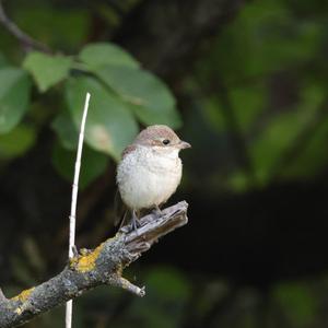 Red-backed Shrike