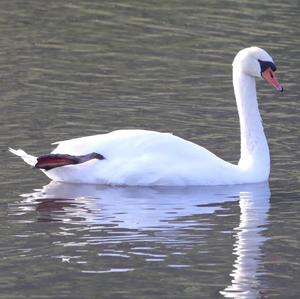 Mute Swan