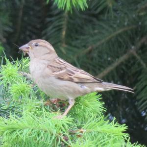 House Sparrow