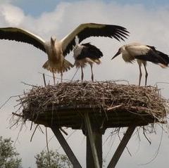 White Stork