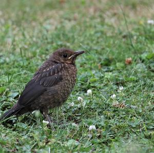 Eurasian Blackbird