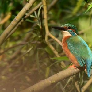 Common Kingfisher