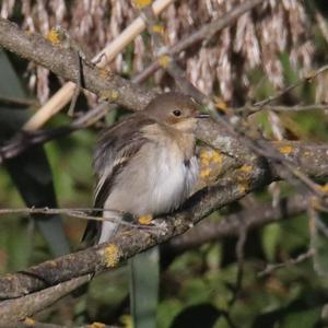 European Pied Flycatcher