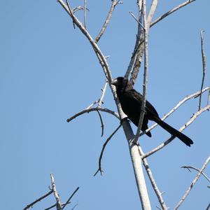 Smooth-billed Ani