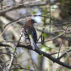 Eurasian Chaffinch