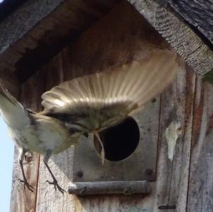 European Pied Flycatcher