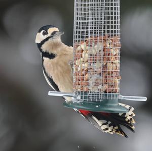 Great Spotted Woodpecker