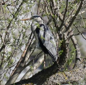 Grey Heron