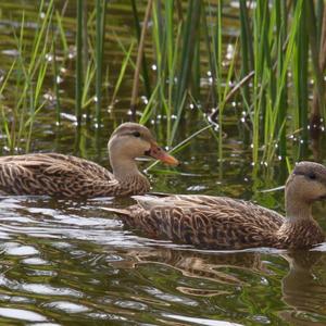 Mottled Duck