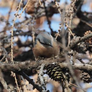 Wood Nuthatch