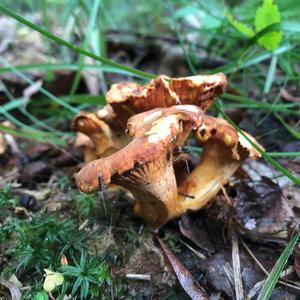 Chanterelle, Common