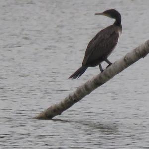 Great Cormorant