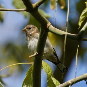 European Goldfinch