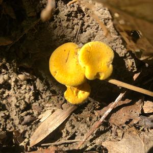 Chanterelle, Common