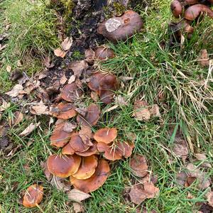 Unknown Species